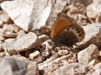 maudoc.com • Coenonympha gardetta •  IMG_4316.jpg   Coenonympha gardetta : Coenonympha gardetta