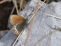 maudoc.com • Coenonympha gardetta •  IMG_5977.jpg   Coenonympha gardetta : Farfalla, Coenonympha gardetta