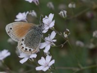 maudoc.com • Coenonympha gardetta •  IMG_5978.jpg   Coenonympha gardetta : Farfalla, Coenonympha gardetta