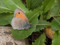 maudoc.com • Coenonympha pamphilus •  Coenonympha_pamphilus.jpg   Coenonympha pamphilus : Farfalla