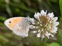 maudoc.com • Coenonympha pamphilus •  Coenonympha_pamphilus01.jpg   Coenonympha pamphilus : Coenonympha pamphilus, Farfalla