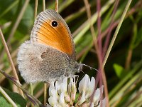 maudoc.com • Coenonympha pamphilus •  Coenonympha_pamphilus02.jpg   Coenonympha pamphilus : Coenonympha pamphilus, Farfalla