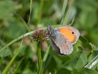 maudoc.com • Coenonympha pamphilus •  Coenonympha_pamphilus06.jpg   Coenonympha pamphilus : Coenonympha pamphilus, Farfalla