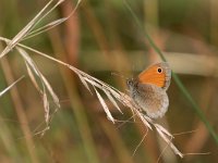 maudoc.com • Coenonympha pamphilus •  IMG_0975.jpg   Coenonympha pamphilus : Farfalla, Coenonympha pamphilus