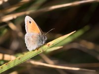 maudoc.com • Coenonympha pamphilus •  IMG_1628.jpg   Coenonympha pamphilus : Farfalla