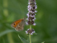 maudoc.com • Coenonympha pamphilus •  IMG_2777.jpg   Coenonympha pamphilus : Farfalla, Coenonympha pamphilus