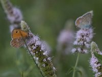 maudoc.com • Coenonympha pamphilus •  IMG_2830.jpg   Coenonympha pamphilus : Farfalla, Coenonympha pamphilus