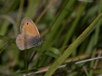 maudoc.com • Coenonympha pamphilus •  IMG_3274.jpg   Coenonympha pamphilus : Farfalla, Coenonympha pamphilus