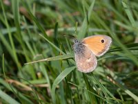 maudoc.com • Coenonympha pamphilus •  IMG_3871.jpg   Coenonympha pamphilus : Coenonympha pamphilus, Farfalla