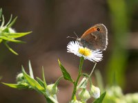 maudoc.com • Coenonympha pamphilus •  IMG_4871a.jpg   Coenonympha pamphilus : Farfalla, Coenonympha pamphilus