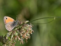 maudoc.com • Coenonympha pamphilus •  IMG_5487a.jpg   Coenonympha pamphilus : Coenonympha pamphilus, Farfalla