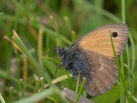 maudoc.com • Coenonympha pamphilus •  IMG_5555a.jpg   Coenonympha pamphilus : Coenonympha pamphilus, Farfalla