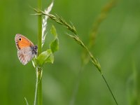 maudoc.com • Coenonympha pamphilus •  IMG_6569.jpg   Coenonympha pamphilus : Farfalla, Coenonympha pamphilus