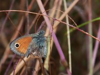 maudoc.com • Coenonympha pamphilus •  IMG_6989.jpg   Coenonympha pamphilus : Coenonympha pamphilus