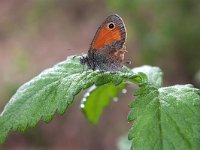 maudoc.com • Coenonympha pamphilus •  IMG_6993.jpg   Coenonympha pamphilus : Coenonympha pamphilus