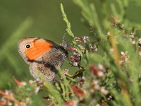 maudoc.com • Coenonympha pamphilus •  IMG_6997.jpg   Coenonympha pamphilus  Greece : Coenonympha pamphilus, Farfalla