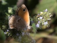 maudoc.com • Coenonympha pamphilus •  IMG_7000.jpg   Coenonympha pamphilus : Coenonympha pamphilus