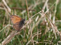 maudoc.com • Coenonympha pamphilus •  IMG_7402.jpg   Coenonympha pamphilus : Coenonympha pamphilus, Farfalla