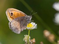 maudoc.com • Coenonympha pamphilus •  IMG_8956.jpg   Coenonympha pamphilus : Coenonympha pamphilus, Farfalla