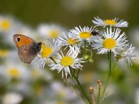 Coenonympha pamphilus