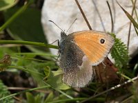 maudoc.com • Coenonympha pamphilus •  IMG_9534.jpg   Coenonympha pamphilus : Coenonympha pamphilus, Farfalla