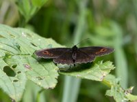 maudoc.com • Erebia aethiops •  IMG_0018.jpg   Erebia aethiops : Farfalla, Erebia, Erebia aethiops