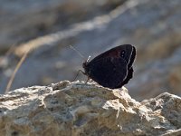 maudoc.com • Erebia aethiops •  IMG_0060.jpg   Erebia aethiops : Erebia, Farfalla, Erebia aethiops