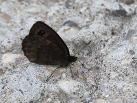 maudoc.com • Erebia aethiops •  IMG_0800.jpg   Erebia aethiops : Farfalla