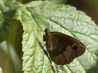 maudoc.com • Erebia aethiops •  IMG_1088.jpg   Erebia aethiops : Farfalla, Erebia aethiops, Erebia