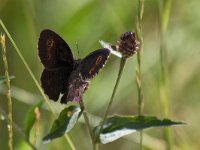 maudoc.com • Erebia aethiops •  IMG_1276.jpg   Erebia aethiops