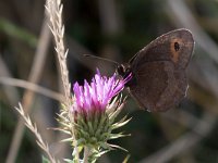 maudoc.com • Erebia aethiops •  IMG_1625.jpg : Farfalla, Erebia