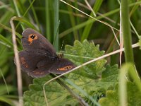 maudoc.com • Erebia aethiops •  IMG_1747.jpg   Erebia aethiops : Farfalla, Erebia