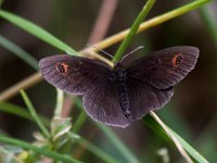 maudoc.com • Erebia aethiops •  IMG_1870.jpg   Erebia aethiops : Erebia, Farfalla