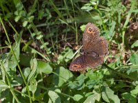 maudoc.com • Erebia aethiops •  IMG_3747.jpg   Erebia aethiops : Erebia, Farfalla