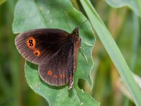 maudoc.com • Erebia aethiops •  IMG_4330.jpg   Erebia aethiops