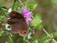 maudoc.com • Erebia aethiops •  IMG_8078.jpg   Erebia aethiops : Erebia, Farfalla