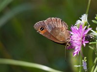 maudoc.com • Erebia aethiops •  IMG_8081.jpg   Erebia aethiops : Erebia, Farfalla