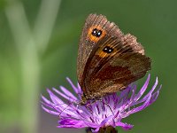 maudoc.com • Erebia aethiops •  IMG_8139.jpg   Erebia aethiops : Erebia, Farfalla