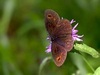 maudoc.com • Erebia aethiops •  IMG_8192.jpg   Erebia aethiops : Erebia, Farfalla