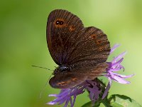 maudoc.com • Erebia aethiops •  IMG_8198.jpg   Erebia aethiops : Erebia, Farfalla