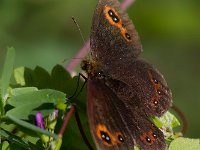 maudoc.com • Erebia aethiops •  IMG_8230.jpg   Erebia aethiops : Erebia, Farfalla