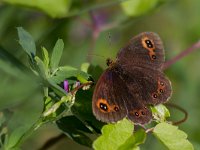 maudoc.com • Erebia aethiops •  IMG_8233.jpg   Erebia aethiops : Erebia, Farfalla