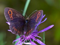 maudoc.com • Erebia aethiops •  IMG_8242.jpg   Erebia aethiops : Erebia, Farfalla