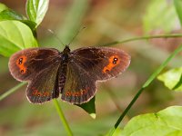 maudoc.com • Erebia aethiops •  IMG_8256.jpg   Erebia aethiops : Erebia, Farfalla