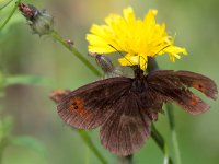 maudoc.com • Erebia aethiops •  IMG_8292.jpg   Erebia aethiops : Erebia, Farfalla