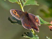 maudoc.com • Erebia aethiops •  IMG_8294.jpg   Erebia aethiops : Erebia, Farfalla