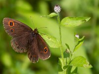 maudoc.com • Erebia aethiops •  IMG_8308.jpg   Erebia aethiops : Erebia, Farfalla