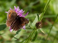 maudoc.com • Erebia aethiops •  IMG_8315.jpg   Erebia aethiops : Erebia, Farfalla