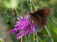 maudoc.com • Erebia aethiops •  IMG_8340.jpg   Erebia aethiops : Erebia, Farfalla