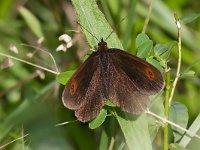 maudoc.com • Erebia aethiops •  IMG_8342.jpg   Erebia aethiops : Erebia, Farfalla